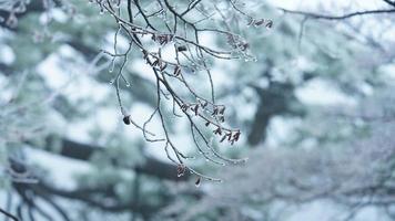 le congelé hiver vue avec le forêt et des arbres couvert par le la glace et blanc neige photo