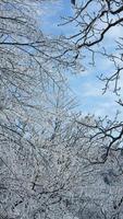 le congelé hiver vue avec le forêt et des arbres couvert par le la glace et blanc neige photo