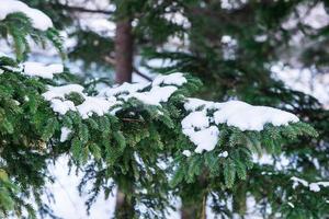 pin arbre couvert avec neige photo