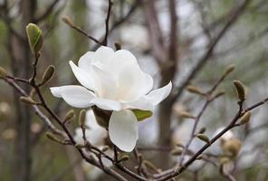 proche en haut de magnifique magnolia arbre fleur photo