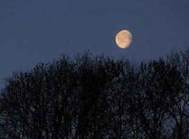 paysage avec lune au dessus des arbres photo