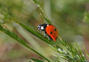 proche en haut de coccinelle séance sur lame photo