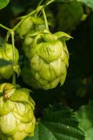 concept d'agriculture et d'agriculture. cônes de houblon bio mûrs verts frais pour faire de la bière et du pain, gros plan. houblon frais pour la production brassicole. plante de houblon poussant dans le jardin ou la ferme. photo