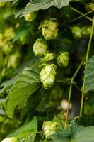 concept d'agriculture et d'agriculture. cônes de houblon bio mûrs verts frais pour faire de la bière et du pain, gros plan. houblon frais pour la production brassicole. plante de houblon poussant dans le jardin ou la ferme. photo