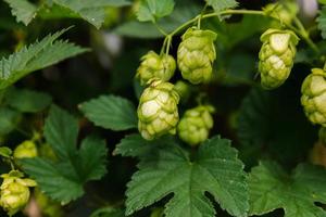 concept d'agriculture et d'agriculture. cônes de houblon bio mûrs verts frais pour faire de la bière et du pain, gros plan. houblon frais pour la production brassicole. plante de houblon poussant dans le jardin ou la ferme. photo