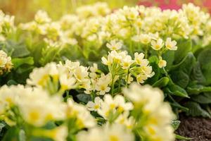 notion de Pâques. primevère primevère à fleurs jaunes dans un parterre de fleurs au printemps. jardin ou parc floral naturel inspirant au printemps ou en été. Bonjour Printemps. photo