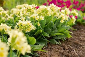 notion de Pâques. primevère primevère à fleurs jaunes dans un parterre de fleurs au printemps. jardin ou parc floral naturel inspirant au printemps ou en été. Bonjour Printemps. photo