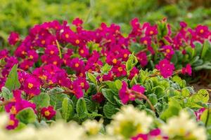 notion de Pâques. primevère primevère à fleurs jaunes et roses dans un parterre de fleurs au printemps. jardin ou parc floral naturel inspirant au printemps ou en été. Bonjour Printemps. photo