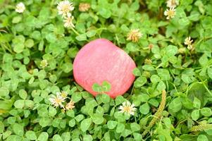 Pomme mûre rouge avec un revêtement blanc naturel sur l'herbe verte photo