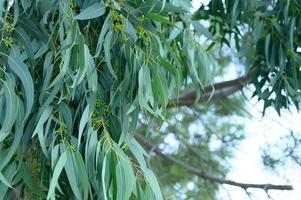 arbre d'eucalyptus sur fond extérieur nature photo