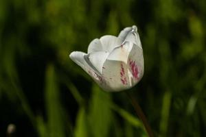 macro de tulipes blanches sur fond d'herbe verte photo