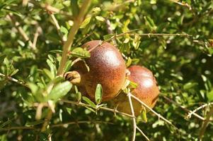 Grenades rouges mûres poussant sur une branche d'arbre dans le jardin photo