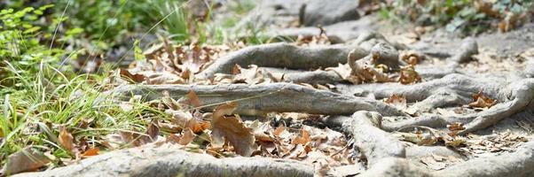 racines nues d'arbres dépassant du sol dans les falaises rocheuses en automne photo