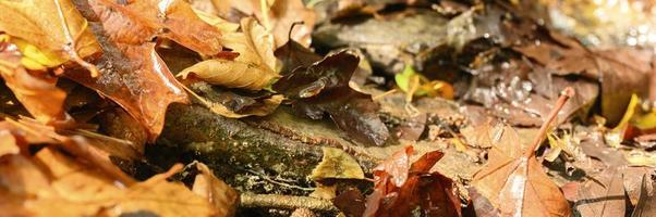 feuilles d'érable d'automne tombées photo