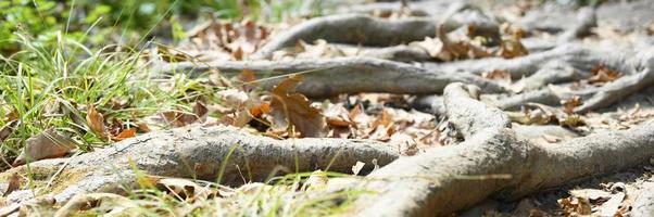 racines nues d'arbres dépassant du sol dans les falaises rocheuses en automne photo