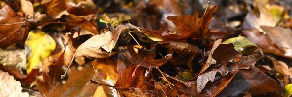 feuilles d'érable d'automne tombées photo