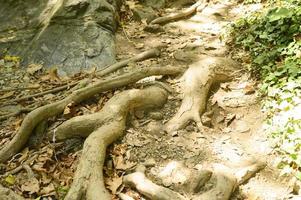 racines nues d'arbres dépassant du sol dans les falaises rocheuses en automne photo