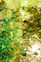 Lierre sur un vieux mur de pierre en journée ensoleillée d'été photo