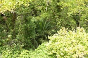 forêt tropicale dense en Grèce photo