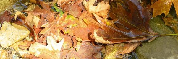 Tas de feuilles d'érable d'automne tombées humides dans l'eau et les rochers photo