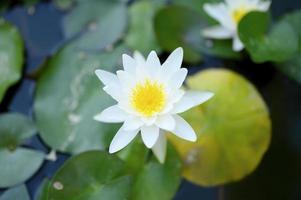 un beau lys blanc fleurit parmi les nénuphars de l'étang photo