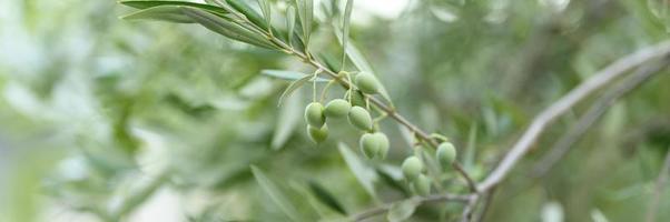 Olives vertes poussant sur une branche d'olivier dans le jardin photo