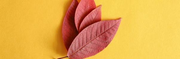 Plusieurs feuilles de cerisier d'automne tombées rouges sur un fond de papier jaune à plat photo