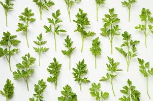 Feuilles de persil biologique frais disposées dans une rangée sur un fond blanc photo