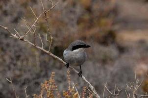 gros plan, de, a, oiseau photo