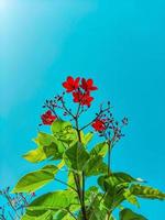 magnifique fleurs avec feuilles sur bleu Contexte. photo