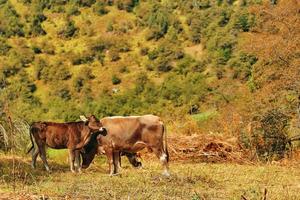 paysage de montagne d'été avec vache et veau photo