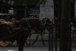 delman cheval sur le rue photo