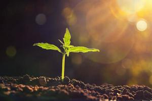 Jeune plante de cannabis dans le jardin avec ensoleillement photo