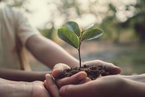 Trois main en portant arbre pour plantation. concept Terre journée photo