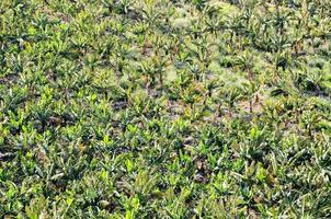 une banane plantation photo