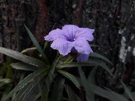 fleur violette dans le jardin photo