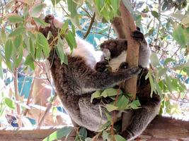 une mère et son bébé koala assis dans un arbre photo