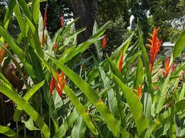 blanc, bleu et rouge décoratif fleur sur le retour Cour jardin. le photo est adapté à utilisation pour la nature Contexte et contenu médias.