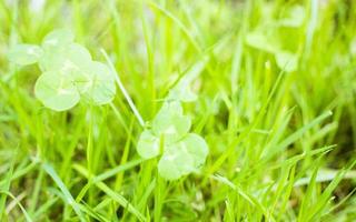 vert trèfle feuilles Contexte avec certains les pièces dans concentrer photo