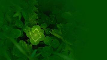 vert trèfle feuilles Contexte avec certains les pièces dans concentrer photo
