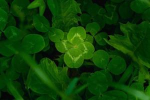 vert trèfle feuilles Contexte avec certains les pièces dans concentrer photo