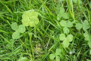 vert trèfle feuilles brouillé Contexte avec certains les pièces dans concentrer photo