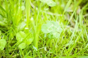 vert trèfle feuilles Contexte avec certains les pièces dans concentrer photo