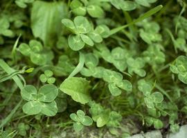 vert trèfle feuilles Contexte avec certains les pièces dans concentrer photo