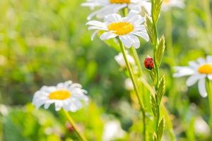 coccinelle sur une blanc camomille sur une flou Contexte. endroit pour un une inscription. faune dans le prairie. copie espace. photo