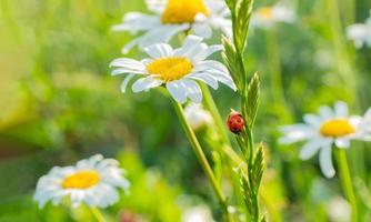 coccinelle sur une blanc camomille sur une flou Contexte. endroit pour un une inscription. faune dans le prairie. copie espace. photo