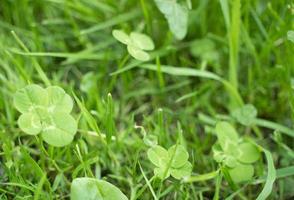 vert trèfle feuilles brouillé Contexte avec certains les pièces dans concentrer photo