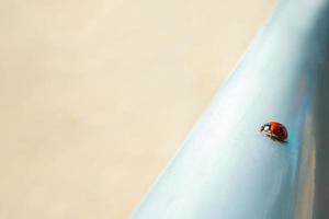 macro rouge coccinelle la nature brouiller Contexte. photo