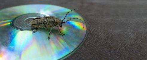 macro coup de longhorn scarabée - cerambycidae - séance sur une CD photo