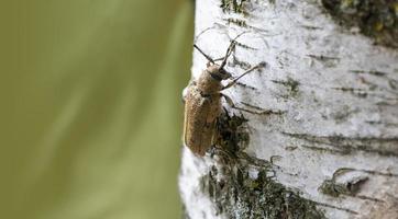 macro coup de longhorn scarabée - cerambycidae - sur une arbre branche photo